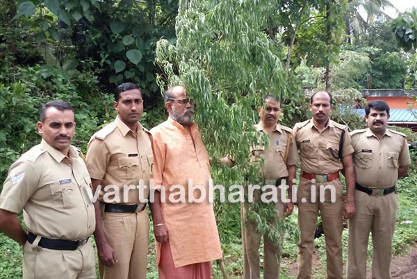 ಕಾಸರಗೋಡು: ಮನೆಯಂಗಳದಲ್ಲಿ ಗಾಂಜಾ ಗಿಡ - ಆರೋಪಿ ಸೆರೆ